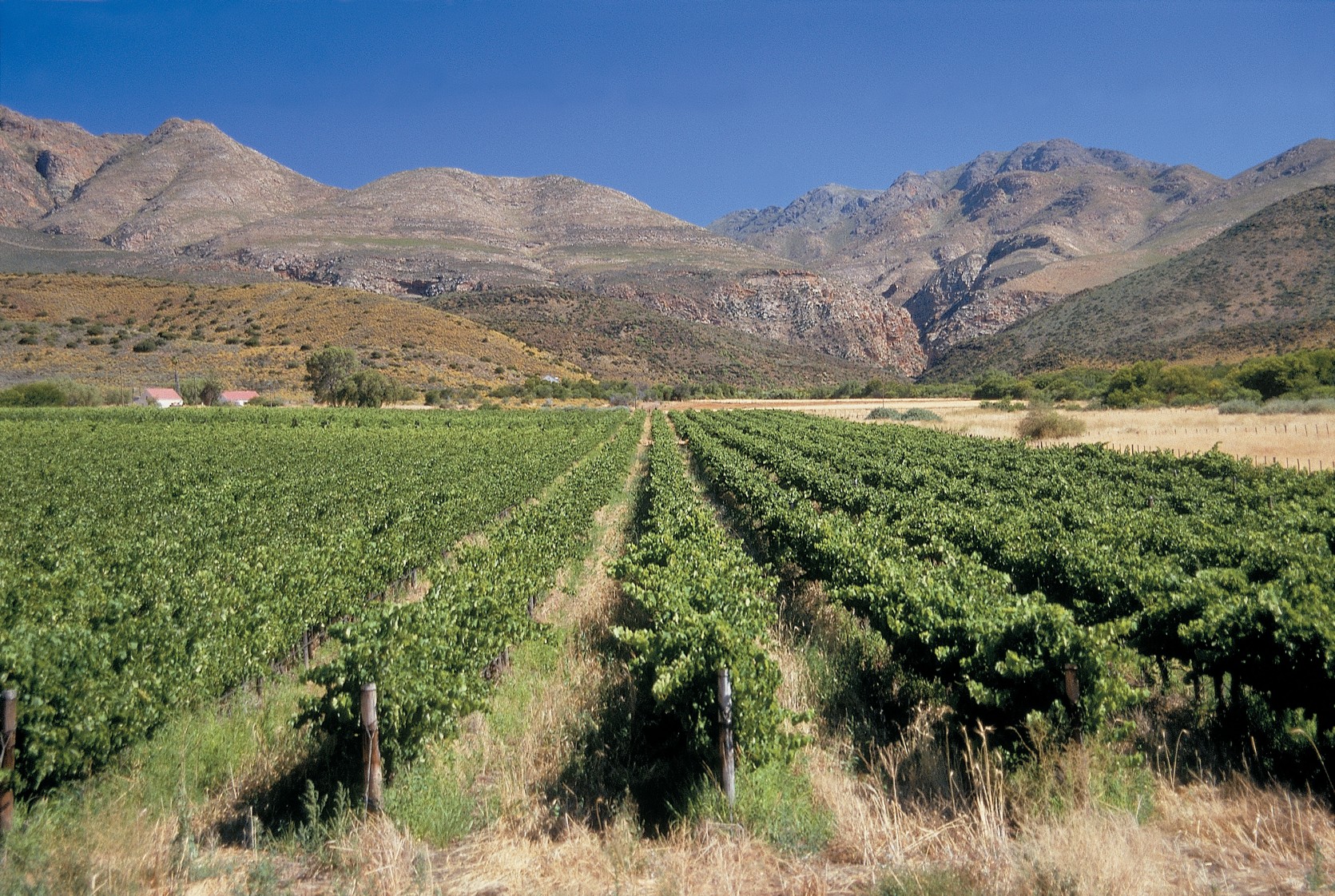 Klein Karoo Oystercatcher Trail