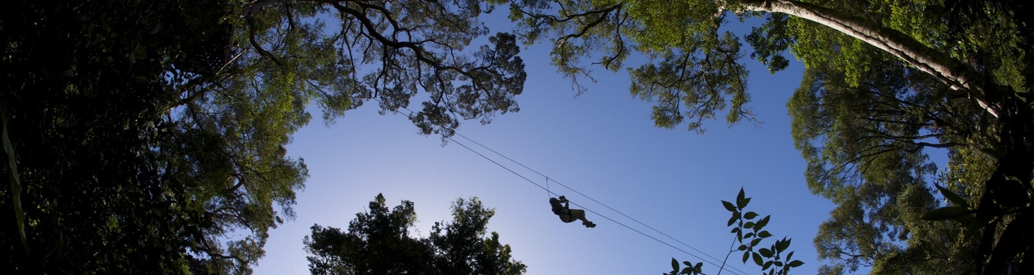 treetop canopy tours tsitsikamma