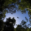 treetop canopy tours tsitsikamma