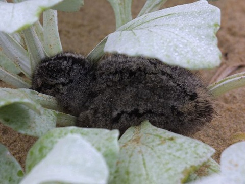 African black oystercatcher chick