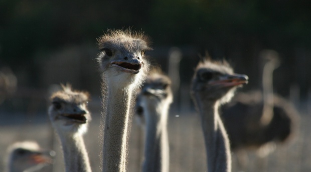 oudtshoorn, ostrich show farms, klein karoo, little karoo